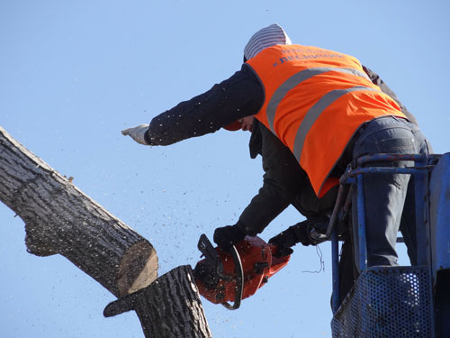Tree Removal | Tree Service | Joliet Illinois