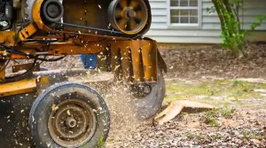 Top Five Reasons For Stump Removal In Joliet, Illinois