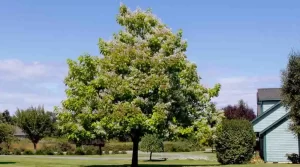 What Are The Best Front Yard Trees?