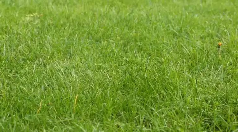 Choosing Turfgrass for Your Commercial Property in Joliet Illinois