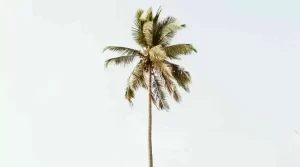 Palm Tree Diseases & Infestations