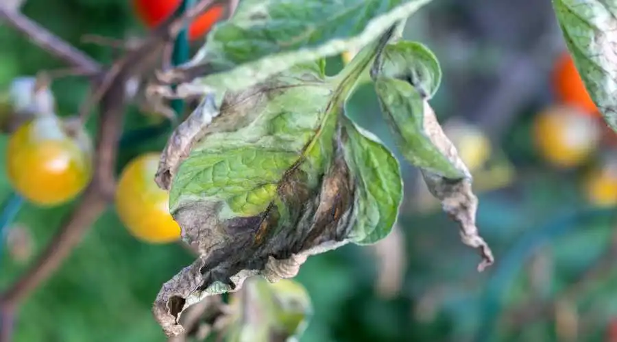 How to Identify & Control Tree Blight