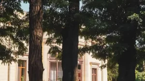 The Dangers of Planting Trees Too Close to Your Home