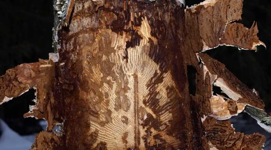 How to Identify & Prevent Bark Beetles