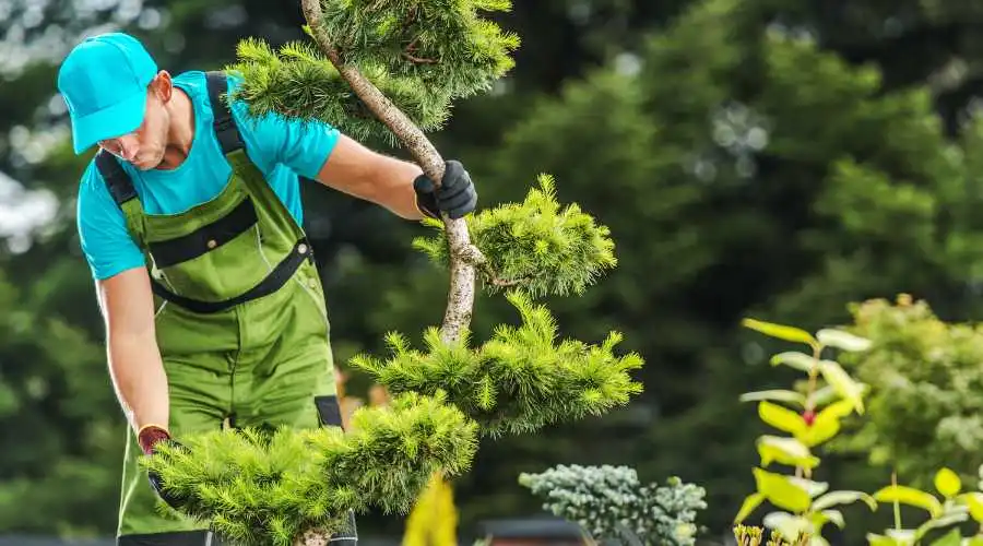 What is CODIT in Tree Maintenance?