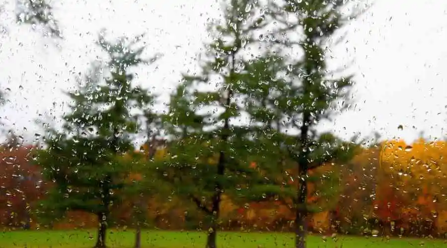 06 - trees under rain