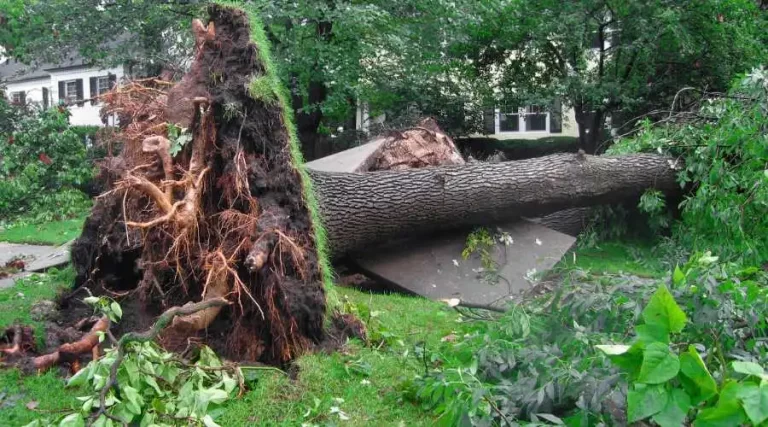 04 - benefits of professional emergency tree removal