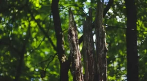 02 - signs your tree is sick