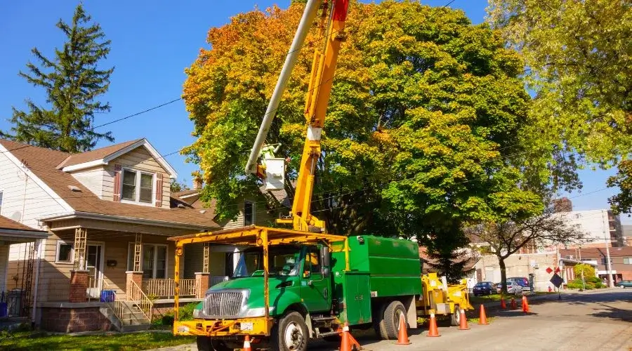 crane truck carrying professional arborist trimming big tree