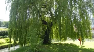 willow tree near a pond