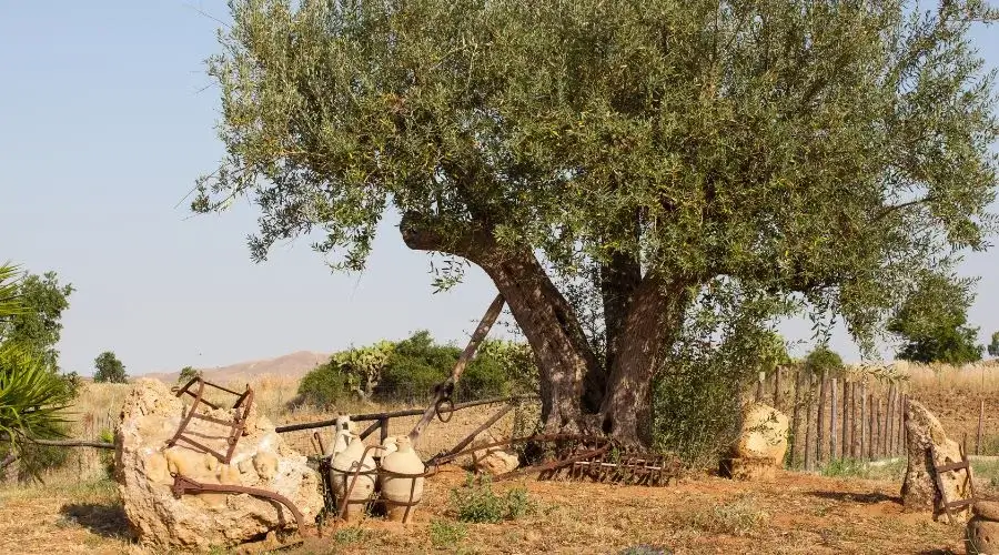 olive tree in a dry and hot land