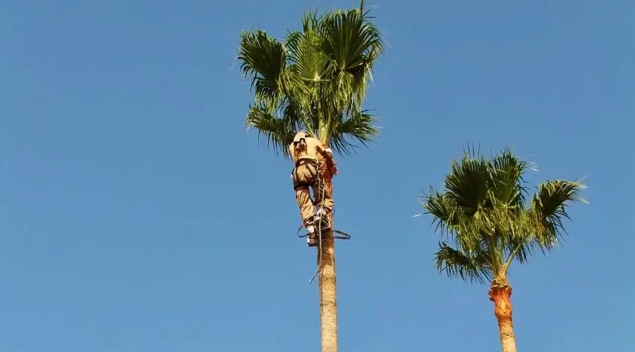 arborist climbing a palm tree to cut it