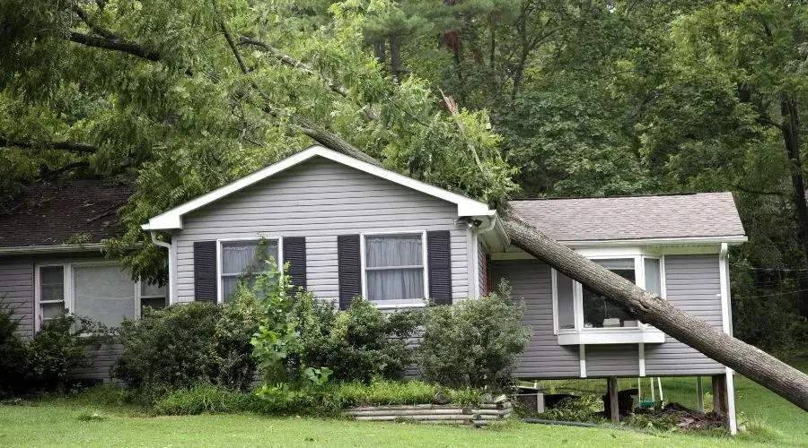 tall tree fallen on a house