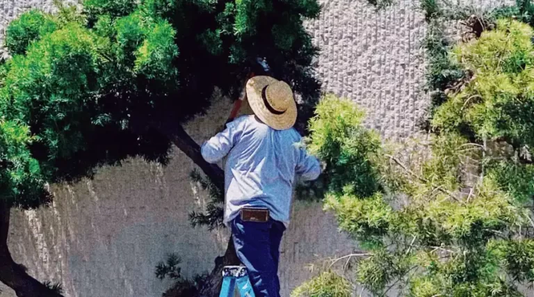 person on a ladder trimming trees