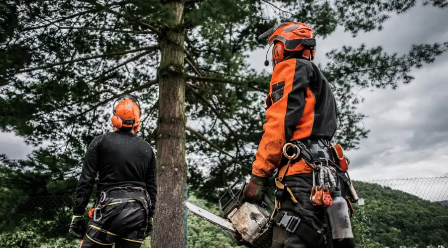 arborists looking up at a tree