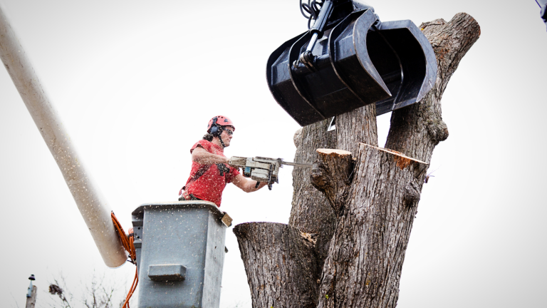 Emergency Tree Removal