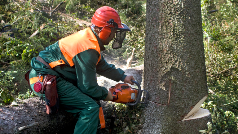 The Man Cut The tree