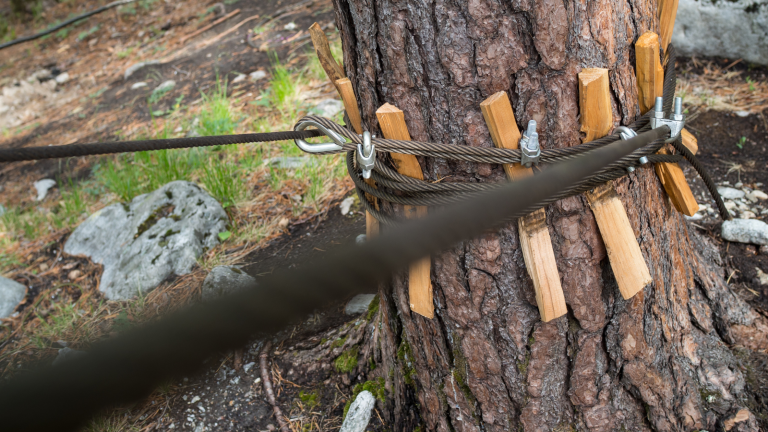 Tree Cabling and bracing