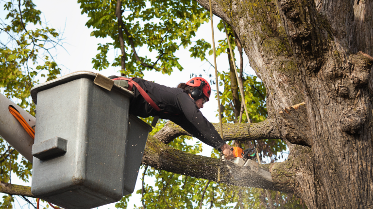 Tree cablings