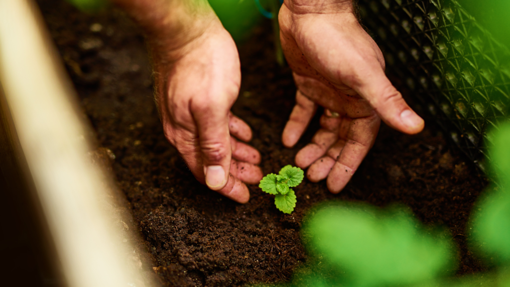 Healthy Planting