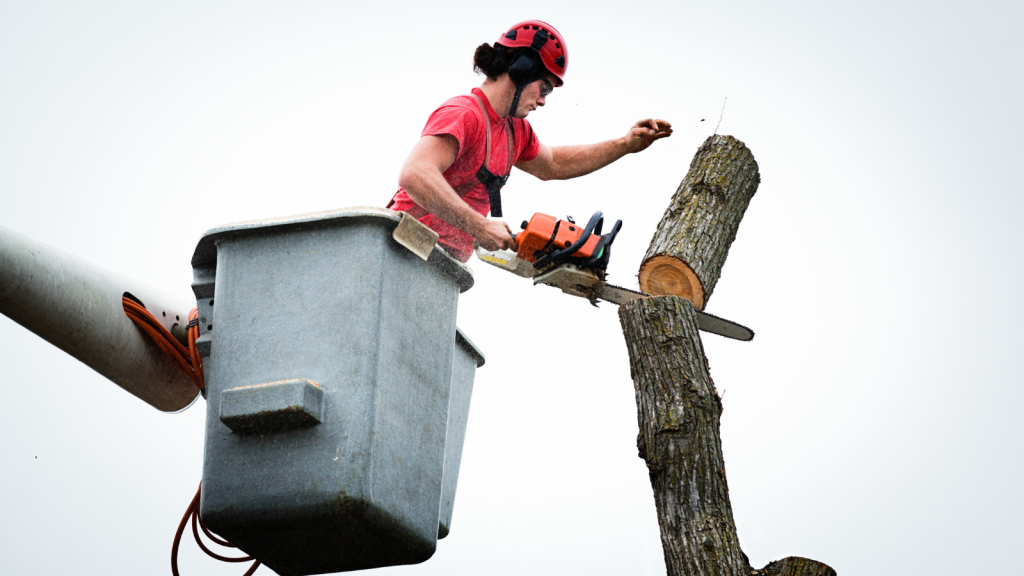 Professional Tree Removal Services