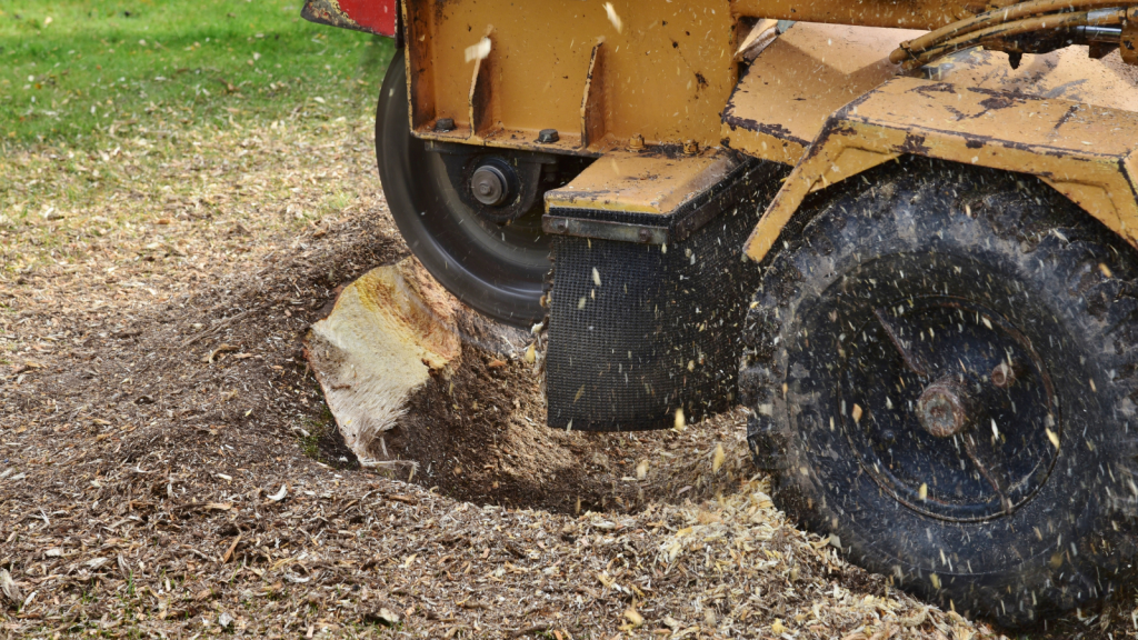 Stump Grinding vs. Stump Removal